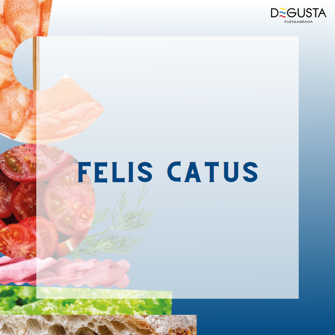 Lee más sobre el artículo Felis Catus